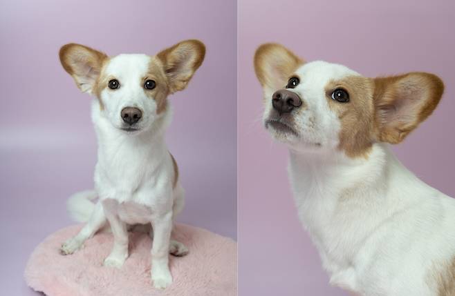 서울동물복지지원센터 마포에서 보호 중인 꽃순이 (서울동물복지지원센터 제공) ⓒ 뉴스1