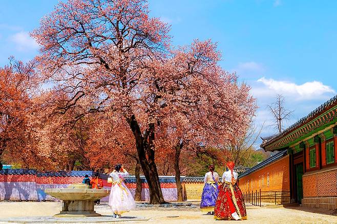 경복궁 봄에 핀 매화꽃