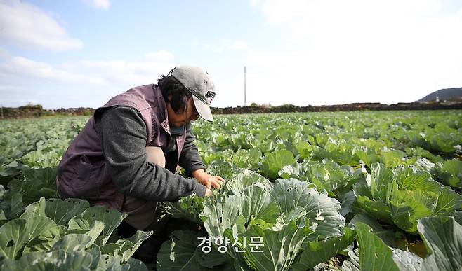 제주시 구좌읍에서 유기농 양배추 농사를 짓는 강순희씨가 지난해 12월3일 자신의 밭에서 양배추에 있는 도둑나방 에벌레를 잡고 있다. 권도현 기자