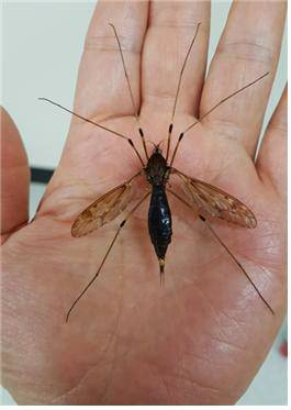 ▲ 조선 6대 임금 단종의 이름이 붙은 국내 미기록 곤충 ‘단종대왕각다귀’