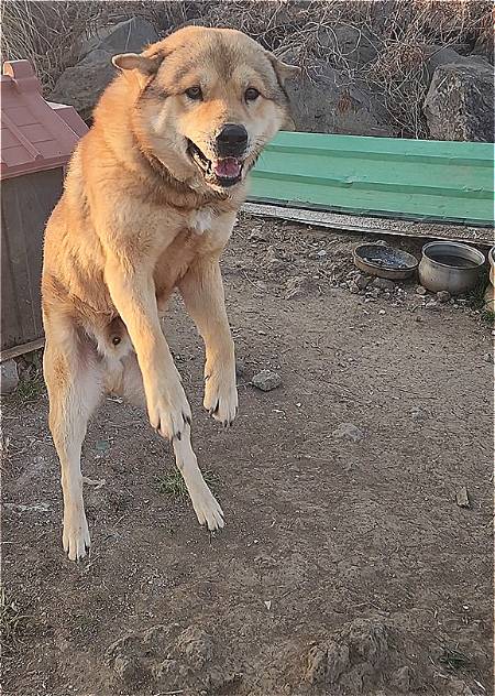 아침부터 밤까지 계속 묶여지내는 삶. 곧 산책할 생각에 신난 다복이가 '공중부양'을 하고 있다./사진=다복이를 그렇게 만든 장본인, 유재연 소설가 제공