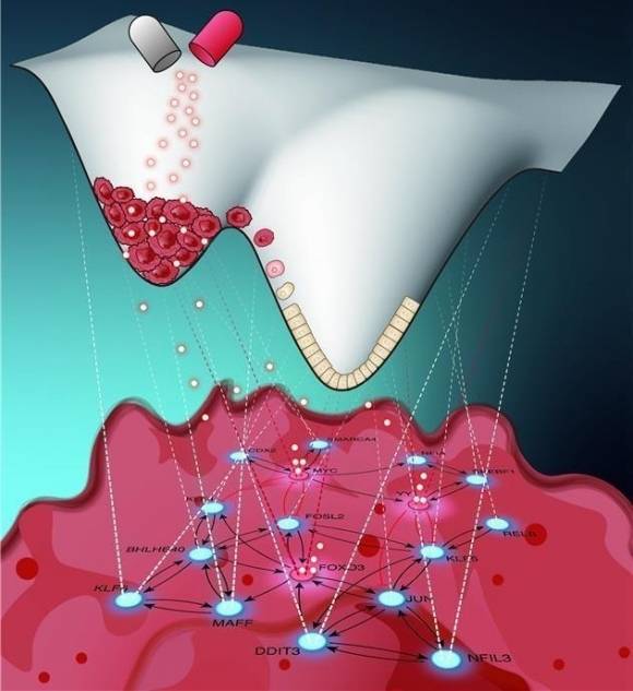 대장암 세포 가역화 효과 모식도. 카이스트