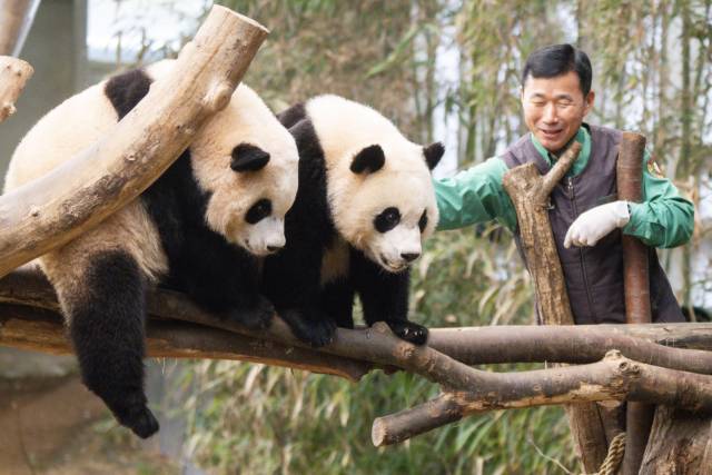 ‘푸바오 할부지’로 유명한 강철원 주키퍼가 판다 쌍둥이 루이바오와 후이바오를 돌보고 있다. 사진 제공=에버랜드