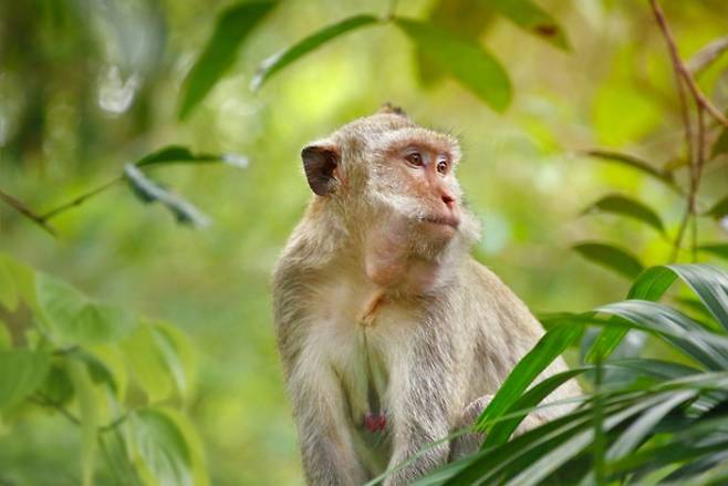 게잡이원숭이(학명 Macaca fascicularis). 게티이미지뱅크 제공