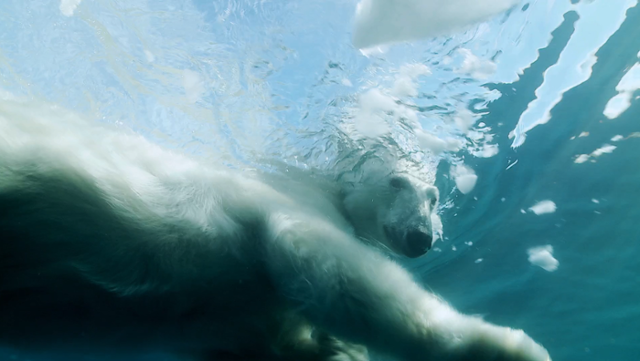 북극해에서 북극곰이 수영하고 있는 모습. WWF 제공