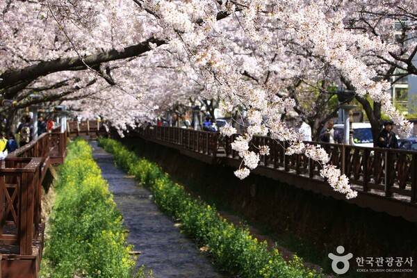 진해 여좌천 출처-포토코리아 한국관광공사 김지호