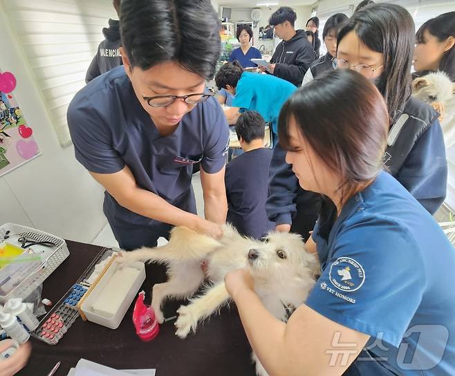 지난 21일 VIP동물의료센터에서 진행한 의료봉사에서 김종인 원장이 메이를 살펴보고 있다. ⓒ 뉴스1 한송아 기자