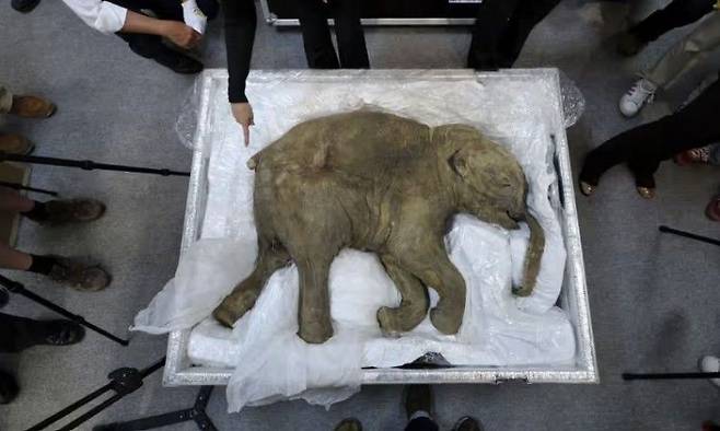 2012년 홍콩에서 동결 상태로 발견된 새끼 매머드의 시체 화석. 콜로설은 이 화석에서 매머드의 희귀 유전자 샘플을 추출했다. 게티 이미지