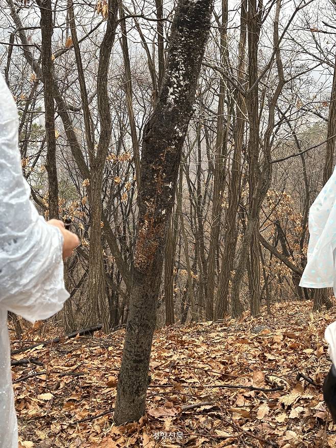 서울 은평구 봉산에서 끈끈이 롤트랩이 감긴 뒤 고사한 벚나무. 오경민 기자