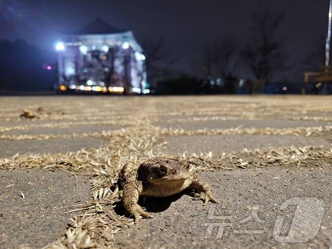 대구 수성구 욱수산에서 망월지로 이동하고 있는 성체 두꺼비.(대구 수성구 제공.재판매 및 DB 금지)