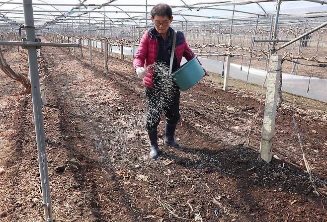 봄맞이해 포도밭에 비료 뿌리는 농민 (대구=연합뉴스) 박세진 기자 = 7일 경북 경산시 남방동 한 포도밭에서 농민 양모(70대)씨가 비료를 뿌리고 있다. 2025.3.7 psjpsj@yna.co.kr