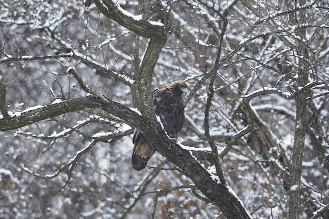 나무에 앉아 있는 검독수리. 보호색을 띤 것처럼 찾기 힘들다.