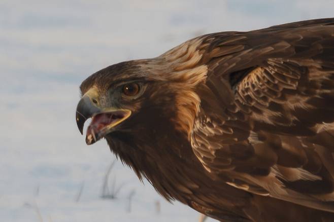 검독수리의 강렬한 눈빛.