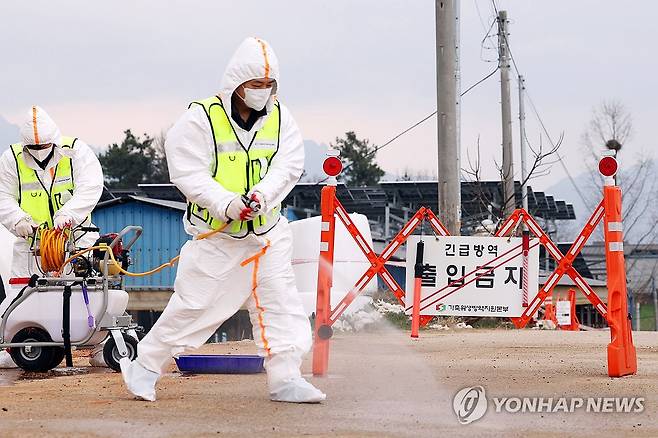 '확산하는 구제역' 소독약 살포하는 방역본부 (영암=연합뉴스) 정다움 기자 = 16일 오전 구제역이 발생한 전남 영암군 한 한우농장 앞에서 방역본부 관계자들이 소독약을 뿌리고 있다. 영암에서는 지난 14일 한 한우농장이 전남 지역 최초로 구제역이 확진됐고, 전날 농장 3곳에서 구제역이 추가로 발생했다. 2025.3.16 daum@yna.co.kr