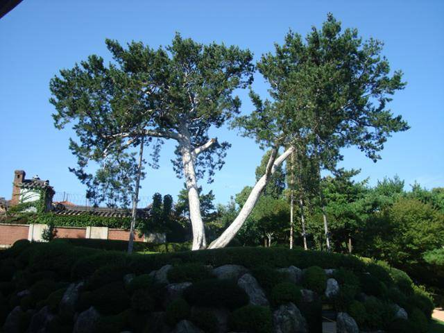 재동 백송. 국가유산청 홈페이지