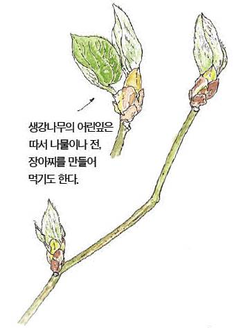 우리 주변 식물들의 비밀 이야기 60 생강나무