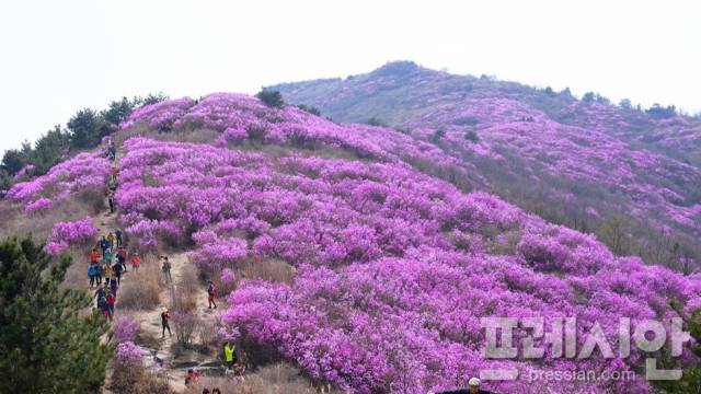 ▲여수 영취산 진달래ⓒ여수시