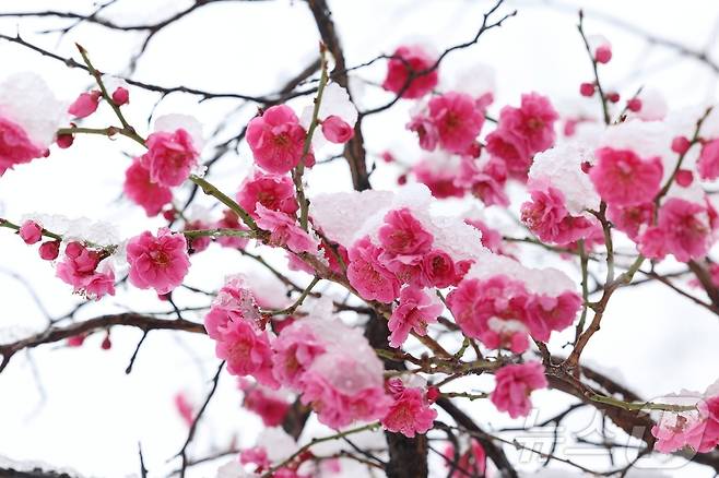 강원 동해안과 산지를 중심으로 많은 눈이 내린 17일 오전 동해시의회 앞에 핀 매화 위로 눈이 소복하게 쌓여 있다.(동해시 제공, 재판매 및 DB 금지) 2025.3.17/뉴스1 ⓒ News1 윤왕근 기자