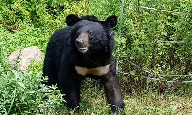 반달가슴곰. 국립공원생물종보전원 제공