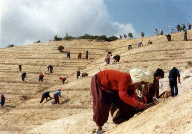 1970년대 영일만 복구작업. 사진 제공=산림청