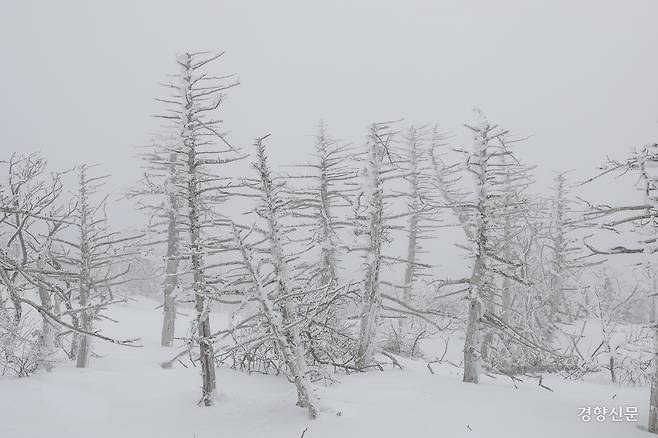 한라산 국립공원 내 구상나무 군락지. 고사한 나무가 즐비하다. 문재원 기자