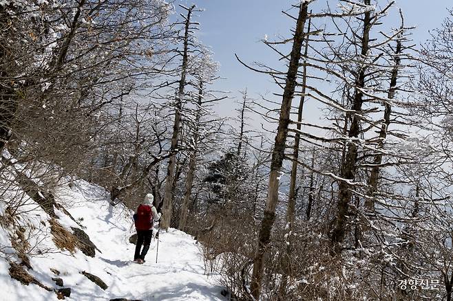 고사한 구상나무 사이로 한 등산객이 산행하고 있다. 문재원 기자