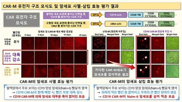'카 대식세포' 활용 유전자 모식도 및 암세포 사멸-삼킴 효능 평가 결과. 중간 그림에 암세포가 대부분 사라진 모습을 보여준다.(그림=화학연)