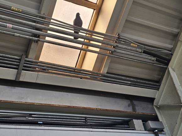 상계역 승강장 내부에 침입한 비둘기