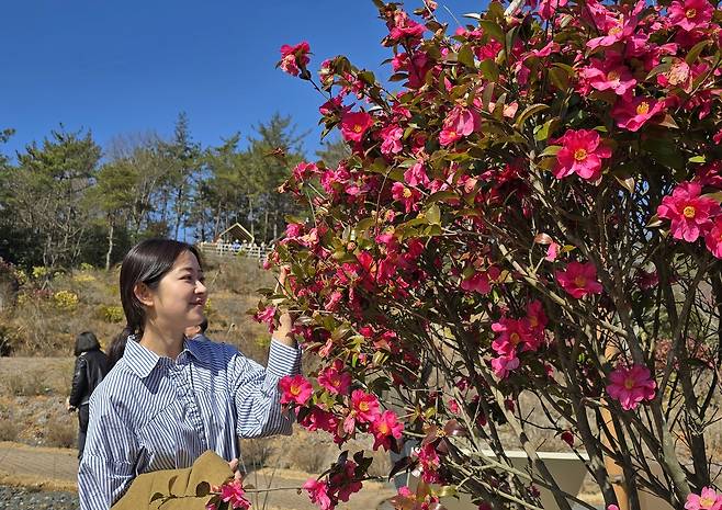 관광객이 오시아노관광단지 인근 산이정원의 애기동백을 감상하고 있다.