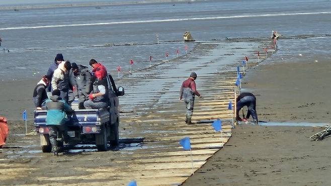 지난달 27일 경기도 화성시 매향리 갯벌 습지보호지역에서 염생식물 식재 사업이 진행되고 있다. 화성환경운동연합 제공
