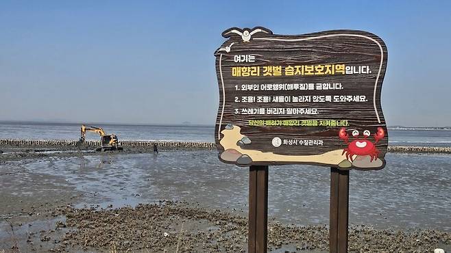 지난달 27일 경기도 화성시 매향리 갯벌 습지보호지역에서 염생식물 식재 사업이 진행되고 있다. 화성환경운동연합 제공