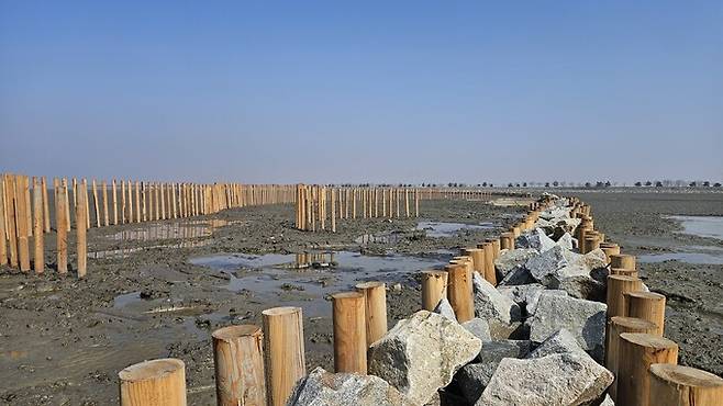 지난 2023년 시작된 ‘기아-블루카본 협력사업’은 현재 마무리 단계로, 울타리 총 1.2㎞ 가운데 900m가 설치가 완료된 상태다. 사진은 지난 22일 모습. 화성환경운동연합 제공