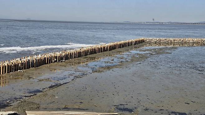 이번 공사는 매향리 습지보호지역 조간대 갯벌 위 1.2㎞에 3.6m(지상 높이 0.9m)의 나무기둥을 잇달아 박아 인공적인 울타리를 세워 유속을 감소시킨 뒤 칠면초를 심어 식생을 복원한다는 계획이다. 화성환경운동연합 제공