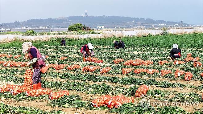 제주산 조생양파 출하 개시 (서귀포=연합뉴스) 박지호 기자 = 26일 오전 제주 서귀포시 대정읍 신도리의 한 밭에서 농민들이 조생양파를 수확해 출하하고 있다.
3월 중순부터 수확되는 제주산 조생양파는 중만생양파에 비해 단맛이 강하며 식감이 좋아 인기가 좋다. 2025.3.26 jihopark@yna.co.kr