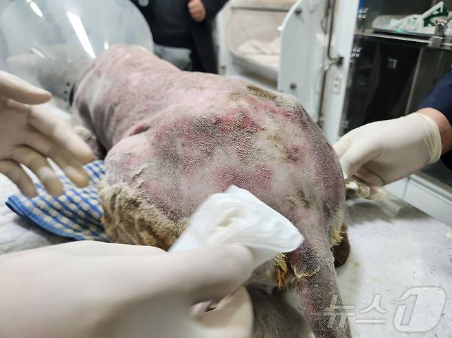 황구의 녹아내린 털을 벗겨내자 화상을 입은 피부가 드러났다. ⓒ 뉴스1 한송아 기자