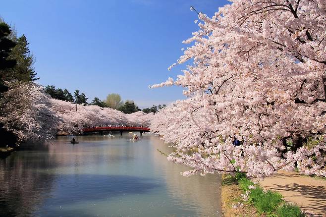 아오모리현의 벚꽃 명소로 알려진 ‘히로사키’ / 사진=호시노 리조트