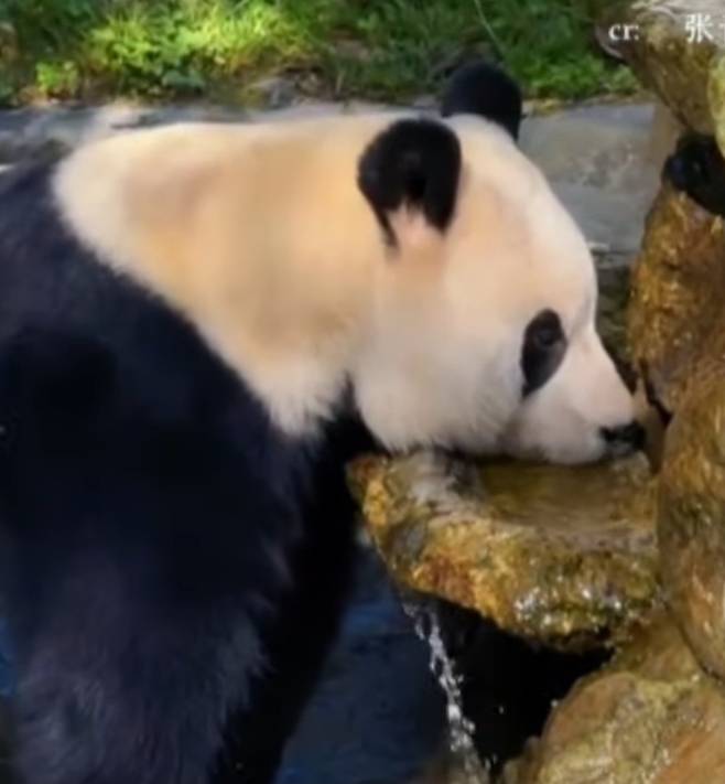 식수 음용대를 정확히 찾아 물을 마시는 푸바오