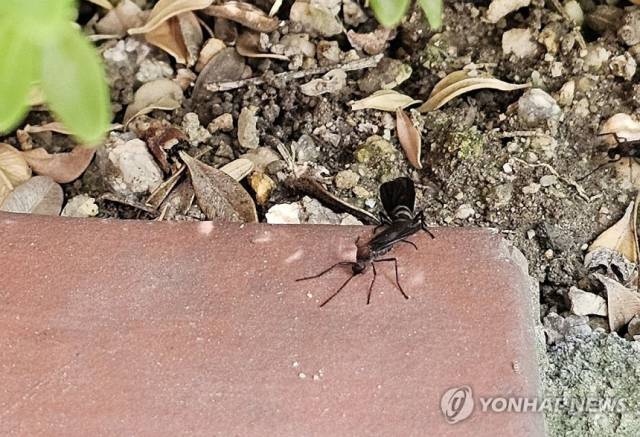 지난해 6월 20일 서울 시내의 한 거리에 러브버그가 앉아 있다. 연합뉴스