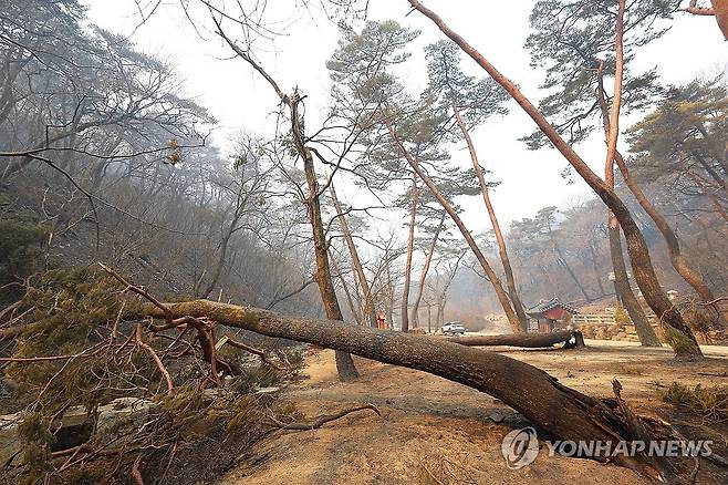 화마에 쓰러진 고목 (의성=연합뉴스) 김도훈 기자 = 26일 경북 의성군 단촌면 고운사로 이어지는 오솔길에 심어진 고목이 전날 번진 산불에 타 쓰러져 있다. 2025.3.26 superdoo82@yna.co.kr
