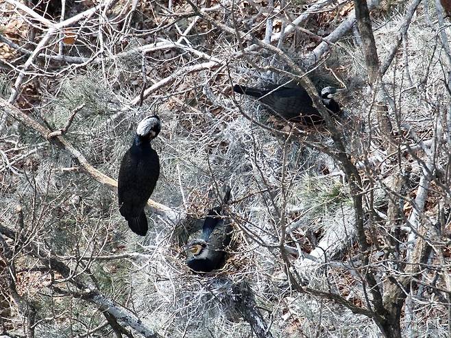 가마우지 피해 구역. *재판매 및 DB 금지
