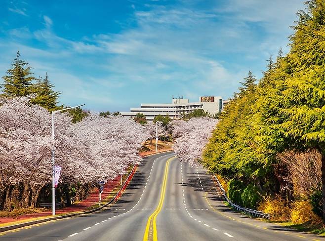 켄싱턴리조트 경주 벚꽃길 / 사진=이랜드파크