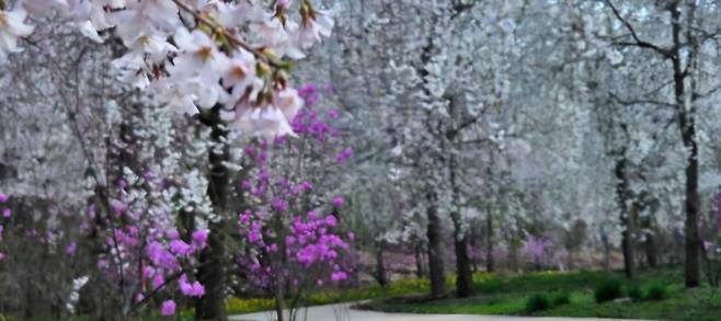 국립백두대간수목원의 4월 풍경. 국립백두대간수목원 제공