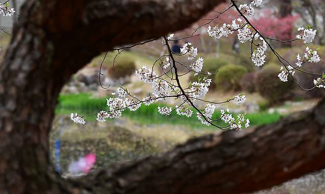 5일 경북 경주시 보문단지에 있는 보문정에서 꽃잎들이 떨어지고 있다. 뉴스1