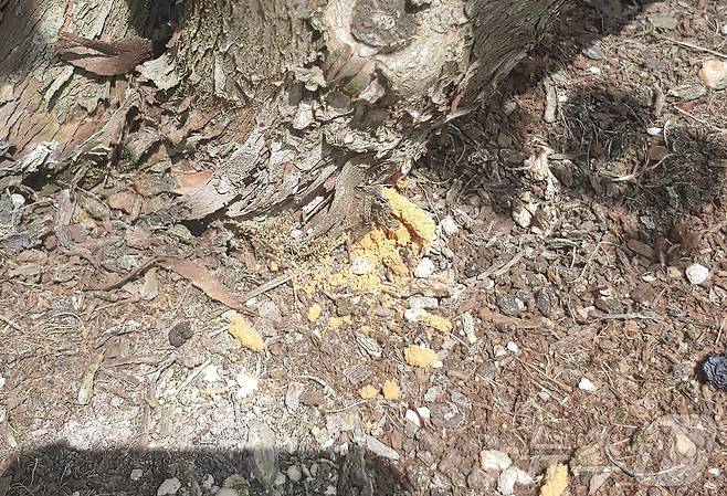 알락하늘소 피해 목/뉴스1