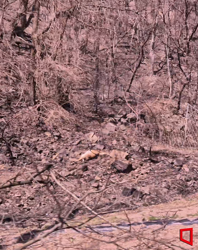 화마가 휩쓸고 간 흔적. 지난 7일 경북 청송군 주왕산국립공원 자락에 화재로 사망한 것으로 추정되는 고라니가 쓰러져있다. 사진=송승섭 기자