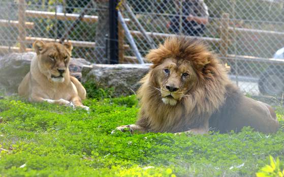 뼈만 앙상하게 남아 '갈비사자'로 불렸던 청주동물원 수사자 바람이가 2023년 10월 암사자 도도와 합사에 성공했다. 김성태 객원기자