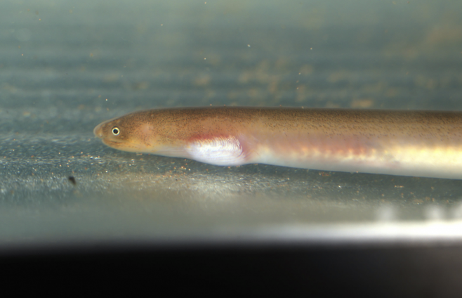 일본 고치현 시만토시의 시만토강에서 희귀종 '갯바다뱀장어'가 발견됐다. 시만토강박물관 엑스(X).