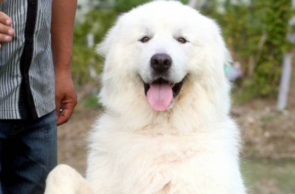 2014년 4월11일 '국민애견' 상근이가 세상을 떠났다. 사진은 '국민애견'으로 많은 사랑을 받은 강아지 상근이 모습. /사진=머니투데이