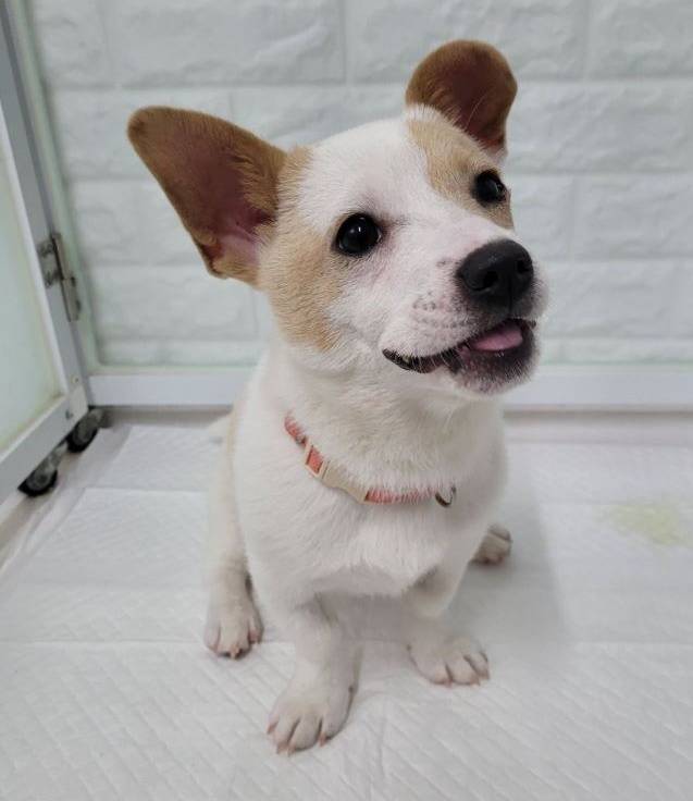 서울시 민관협력 발라당입양센터에서 보호 중인 '미르' (동물과 함께 행복한 세상 제공) ⓒ 뉴스1