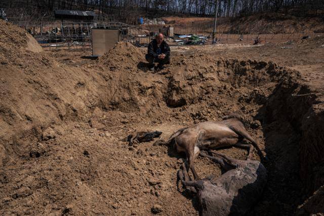 안동 길안면 구수2리의 축산 농민 권영윤씨가 불에 타 죽은 사슴과 반려견을 묻은 자리에 앉아 있다.